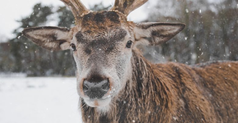 Animal Animal Photography Antler 735985