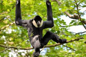 Photo of Sweetest Ape at Dickerson Park Zoo Passes Away