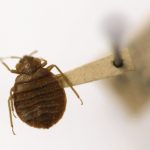 Bed bugs, Oklahoma, Rogers County,