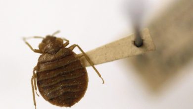 Photo of Courthouse Reopens After Lawyer Comes To Court With Bed Bugs Falling Out Of Clothes