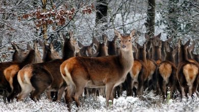 Photo of Motorist versus deer