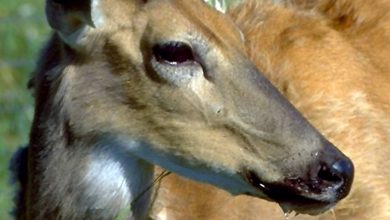 Photo of No sign of chronic wasting disease in eastern Kansas deer