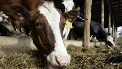 Photo of Third annual Missouri Dairy Expo set for Jan. 20