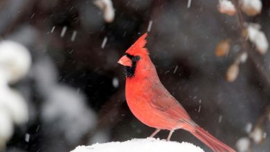 Photo of Winter storm watch in effect through Sunday