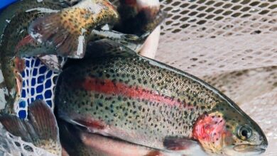 Photo of MO Catch-and-Keep trout season begins March 1