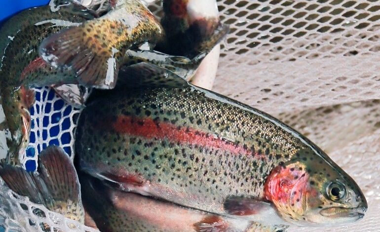 rainbow trout