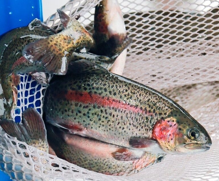 MO CatchandKeep trout season begins March 1 Newstalk KZRG