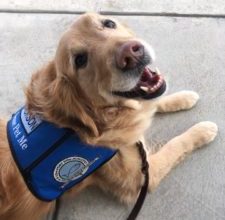 Photo of Missouri makes service dog misrepresentation a crime
