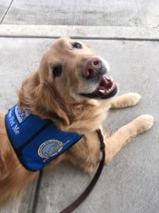 Jackson, Comfort Dog, Immanuel Lutheran, Martin Luther School, Joplin