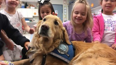 Photo of Comfort Dog Jackson Crosses Rainbow Bridge