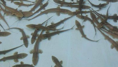 Photo of Hatchery tanks help fight pallid sturgeon extinction