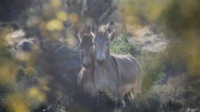 Photo of BLM offering horses, burros for adoption