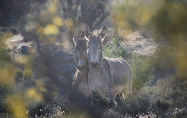 wild horses