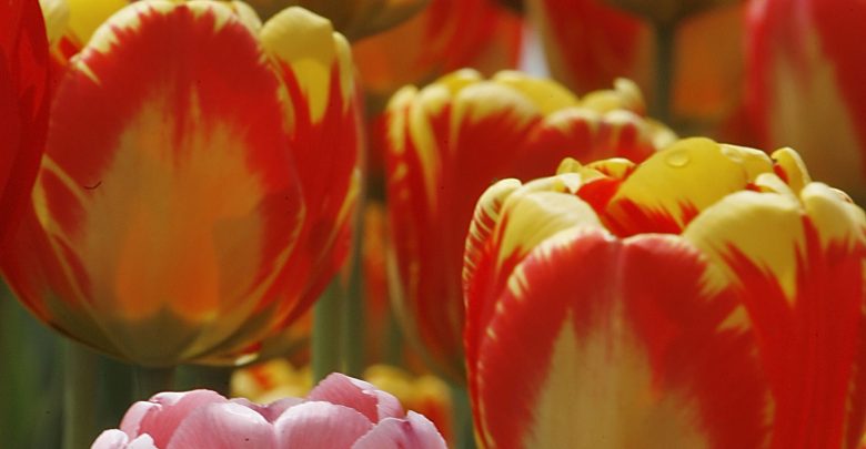 tulips