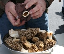 Photo of Morel mushrooms result from rainy spring