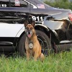 Joplin Police K9 Takoa, Takoa, K9, Joplin Police, JPD, dog, police dog