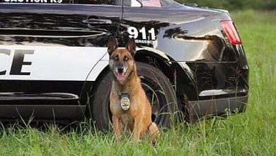 Photo of Joplin Police K9 Crosses Rainbow Bridge