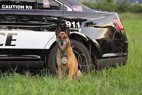 Joplin Police K9 Takoa, Takoa, K9, Joplin Police, JPD, dog, police dog