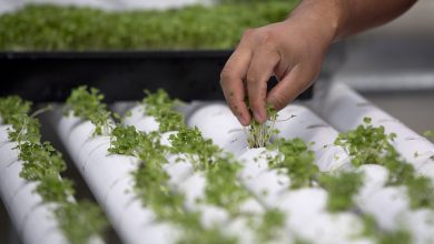 Photo of Pitt State Students Focus On Hydroponics Gardening