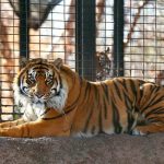 Newstalk KZRG, tiger attack
