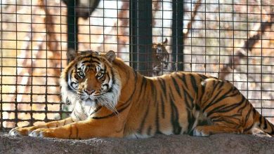 Photo of Tiger dies at St. Louis Zoo