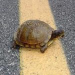 turtle crossing road, Newstalk KZRG