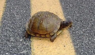 Photo of Give Turtles A “Brake”