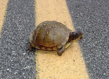 turtle crossing road, Newstalk KZRG