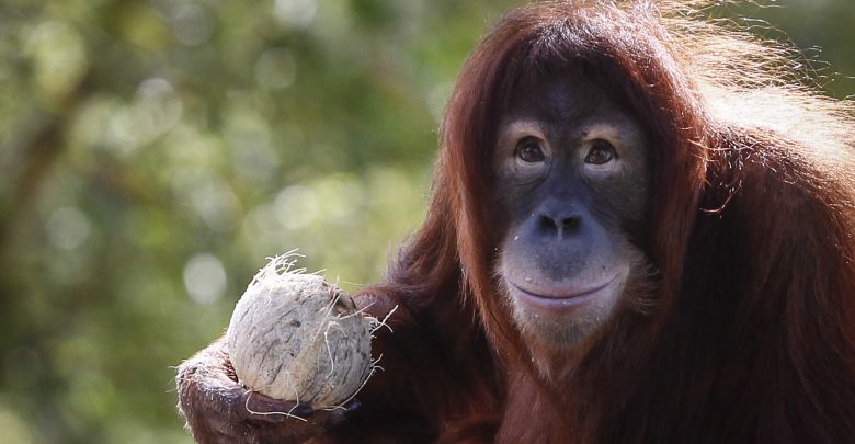 Sumatran orangutan