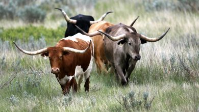 Photo of Cattle rustling on the rise in Oklahoma