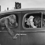 Monkies arriving at St. Louis Zoo, 1948