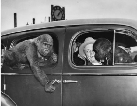 Monkies arriving at St. Louis Zoo, 1948