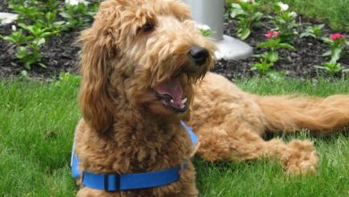 Photo of Royal Heights Elementary teacher surprised with funding for therapy dogs