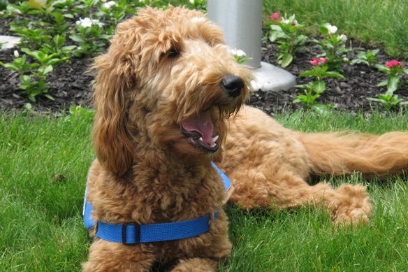 Goldendoodle