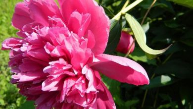 Photo of Peonies traditional flower  for Memorial Day