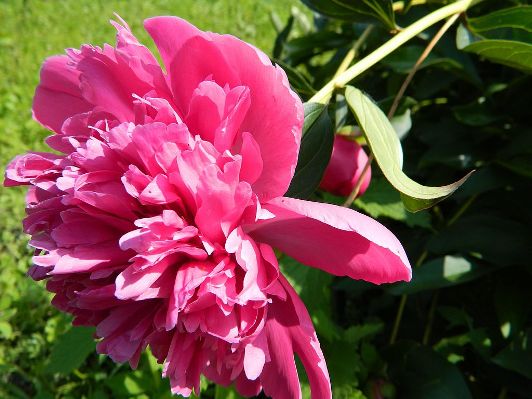 May_Pink_Peony