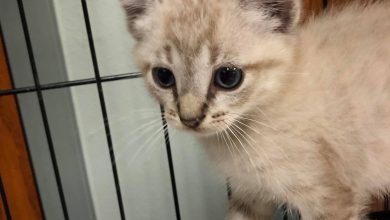 Photo of Joplin Humane Society opens a Cat Cafe