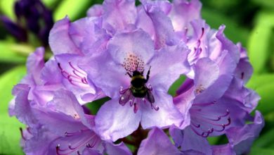 Photo of Sudden Oak Death disease found in Kansas rhododendrons