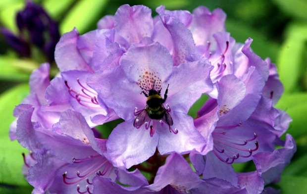 Rhododendron