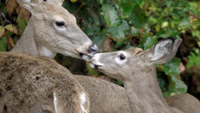 Photo of New rules proposed on deer carcasses