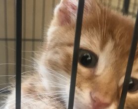 Photo of Joplin Human Society special:  Take home a cat or kitten for only $20