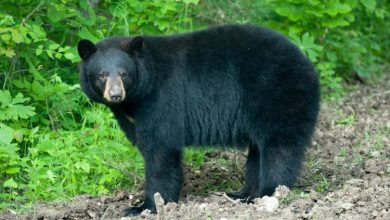 Photo of Missouri bear hunt coming this fall