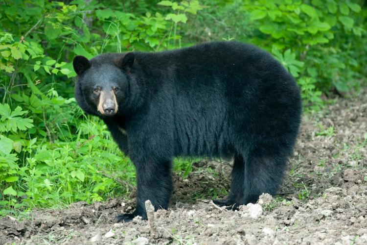 Black bear sighting in Pleasant Hill, Missouri Newstalk KZRG