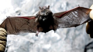 Photo of Bats subject of program at Walter Woods