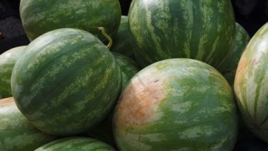 Photo of Watermelon Feed to take place next Tuesday