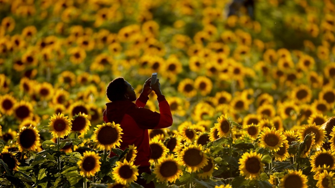 sunflowers