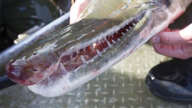 Photo of Alligator Gar numbers continue to drop in Missouri