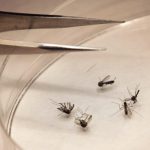 West Nile mosquitoes