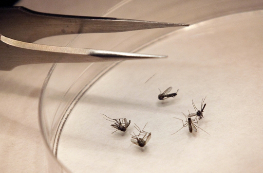 West Nile mosquitoes