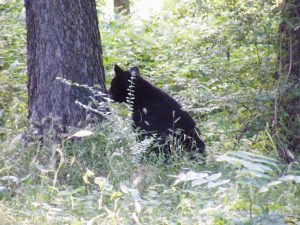 Newstalk KZRG, black bear